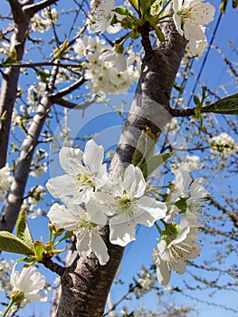 Branch with cherry blossoms in garden in springtime. Blooming Cherry Blossoms against blue sky. Early Spring.