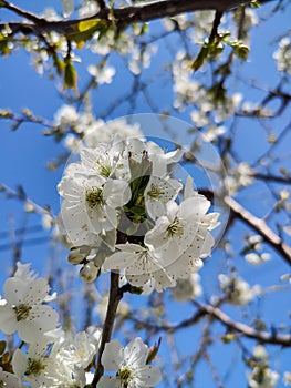 Branch with cherry blossoms in garden in springtime. Blooming Cherry Blossoms against blue sky. Early Spring.