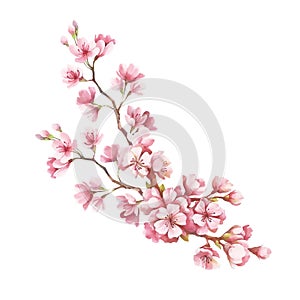 Branch of cherry blossoms. Hand draw watercolor illustration photo