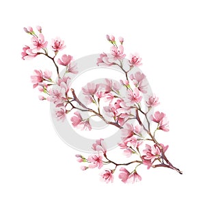 Branch of cherry blossoms. Hand draw watercolor illustration