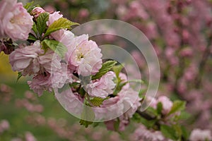 A branch of cherry blossoms lined