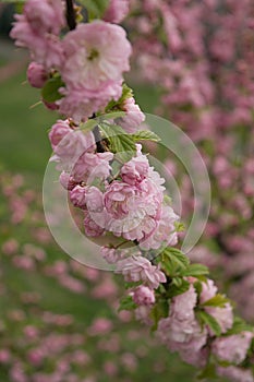 A branch of cherry blossoms lined