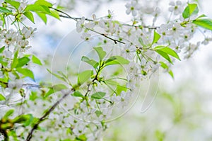 Branch of cherry blossoms in the springtime, close-up