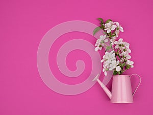 A branch of cherry blossoms in a watering can on a pink background. photo