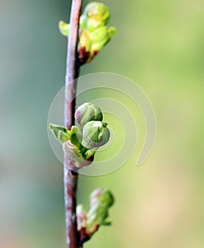 A Branch of cherry buds Macro
