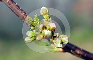 The Branch of cherry buds Macro