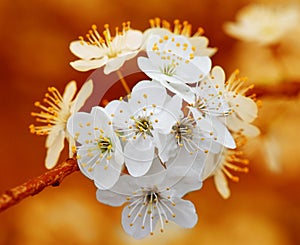 Branch of cherry flowers on orange background