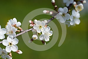 Branch With Cherry Flowers In Sunny Day In Garden Close Up