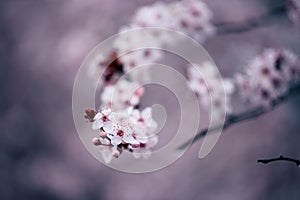 Branch of cherry pink flowers closeup on pink background