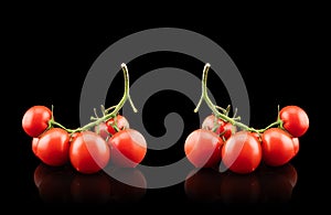 Branch of Cherry Tomato Isolated on black background. Fresh cherry tomatoes isolated on black. Tomato isolated