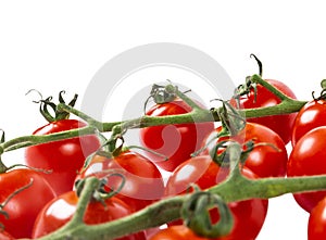 Branch of Cherry Tomato Isolated on white background. Top view.  Fresh cherry tomatoes isolated on white. Tomato isolated.