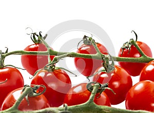 Branch of Cherry Tomato Isolated on white background. Top view. Fresh cherry tomatoes isolated on white. Tomato isolated.