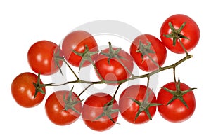 Branch of cherry tomatoes