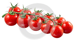 Branch of cherry tomatoes with drops