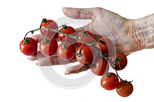 Branch of cherry tomatoes in a female hand, Isolation