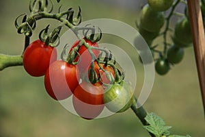 Branch with cherry tomatoes