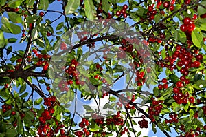 The branch of the cherry tree abounds in ripe fruit. photo