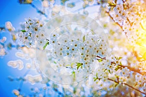 Branch of cherry tree with beautiful flowers