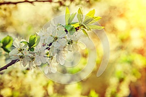 Branch of cherry tree with blossoming flowers on