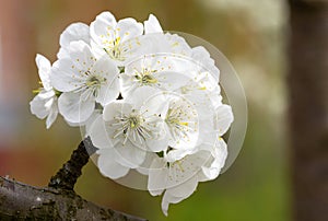 Branch of cherry tree covered with many flowers