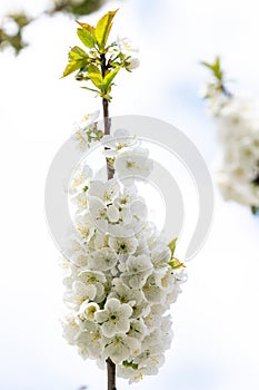 Branch of cherry tree covered with many flowers