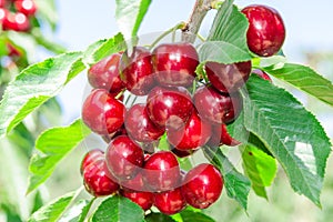 Branch of cherry tree with dark red ripe berries