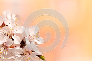 Branch of cherry tree flower , bright orange background