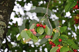 branch of cherry tree with fresh cherrys