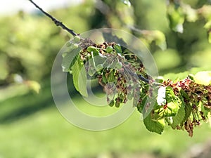 Branch of a cherry tree with green berries on it close-up across green meadows. Springtime background. Copy space