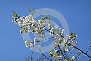 A branch of a cherry tree with lot of white flowers against clear cloudless sky in spring day photo