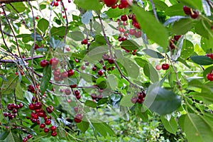 A branch of cherry tree with many big fresh ripe tasty berries.