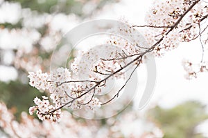 Branch of cherry tree in Nara