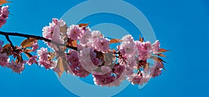 Branch of a cherry tree with pink flowers, horizontally aligned