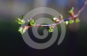 Branch of cherry tree in springtime. Sweet cherry buds have burst, exposing the flower buds. photo