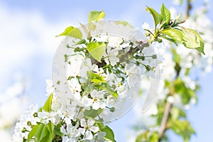A branch of a cherry tree strewn with flowers against a blue sky. White cherry flowers close-up against the blue sky