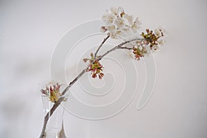 branch of cherry tree with white blossoms closeup across white background. Floral background postcard