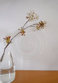 branch of cherry tree with white blossoms closeup across white background. Floral background postcard