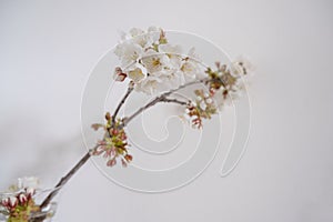 branch of cherry tree with white blossoms closeup across white background. Floral background postcard