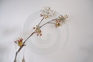 branch of cherry tree with white blossoms in vase across white background. Home decor. Copy space