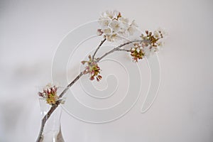 branch of cherry tree with white blossoms in vase closeup across white background. Floral background postcard