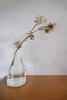 branch of cherry tree with white blossoms in vase closeup across white background. Floral background postcard