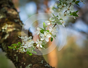 Branch of cherry with white blossoms