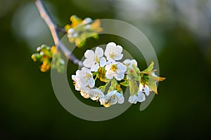 Branch cherry with white blossoms on a gray background.