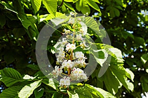 Branch chestnut against the background of lush green leaves, closeup