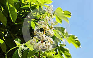 Branch chestnut against the background of lush green leaves, closeup