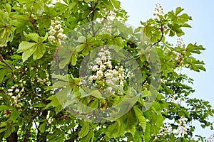 Branch chestnut against the background of lush green leaves, closeup