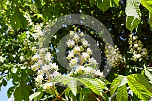 Branch chestnut against the background of lush green leaves, closeup