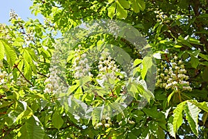 Branch chestnut against the background of lush green leaves, closeup.  Flowers of chestnuts tree in spring time