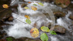 A branch with chewed leaves in a rushing river flowing downstream