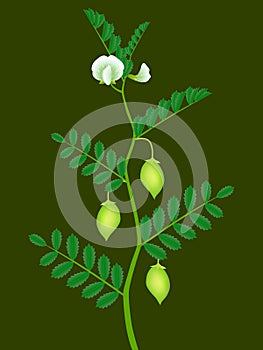 A branch of a chickpea plant with green pods and white flowers.